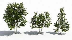 3D model Betula tree