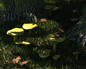 Fungus set 2