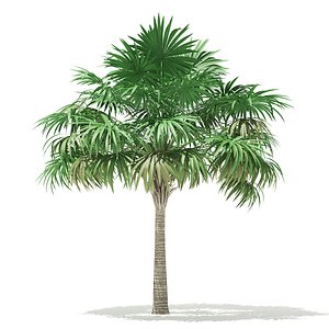 thatch palm tree 5 model