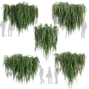 Collection plant vol 610 Corona 7 max 2011 3D model