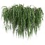 Colección planta vol 610 Corona 7 max 2011