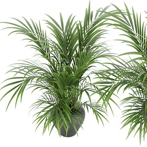 3D plant 004 Kentia Palm