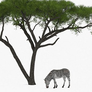 Acacia Shade and Zebra Fur model