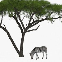 Acacia Shade and Zebra Fur