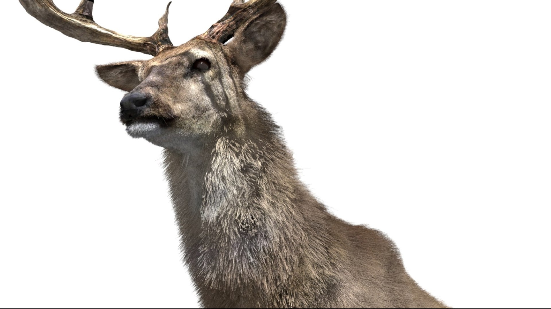 DeerFurAnimatedRigged 3D 3D model https://p.turbosquid.com/ts-thumb/tb/ICqjUy/2o/14/jpg/1754639764/1920x1080/fit_q87/81ce9328199a22e864ba37ebbcc2aa45e345f33d/14.jpg