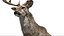 DeerFurAnimatedRigged 3D