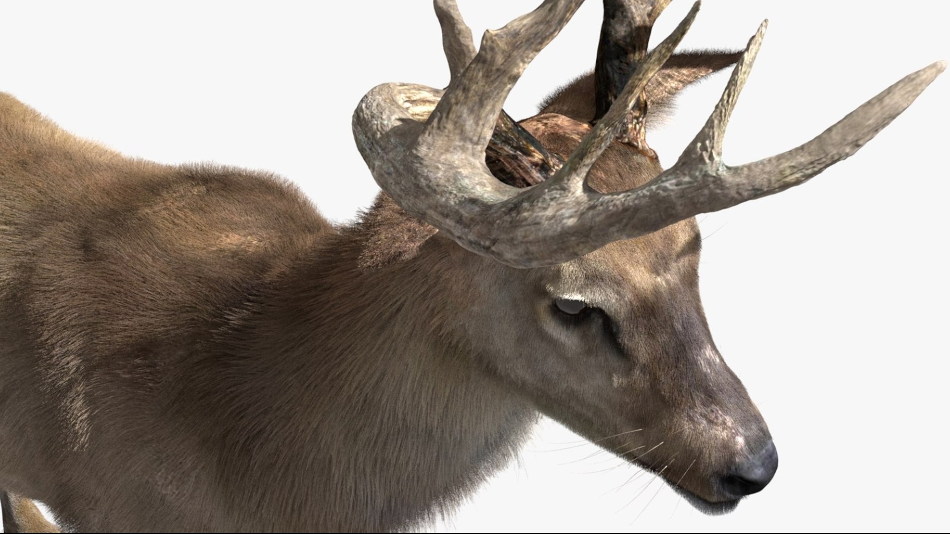 DeerFurAnimatedRigged 3D 3D model https://p.turbosquid.com/ts-thumb/tb/ICqjUy/3T/04/jpg/1754639760/1920x1080/fit_q87/6bebba00f6698bff427f961c31897d4aded8107f/04.jpg