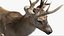 DeerFurAnimatedRigged 3D