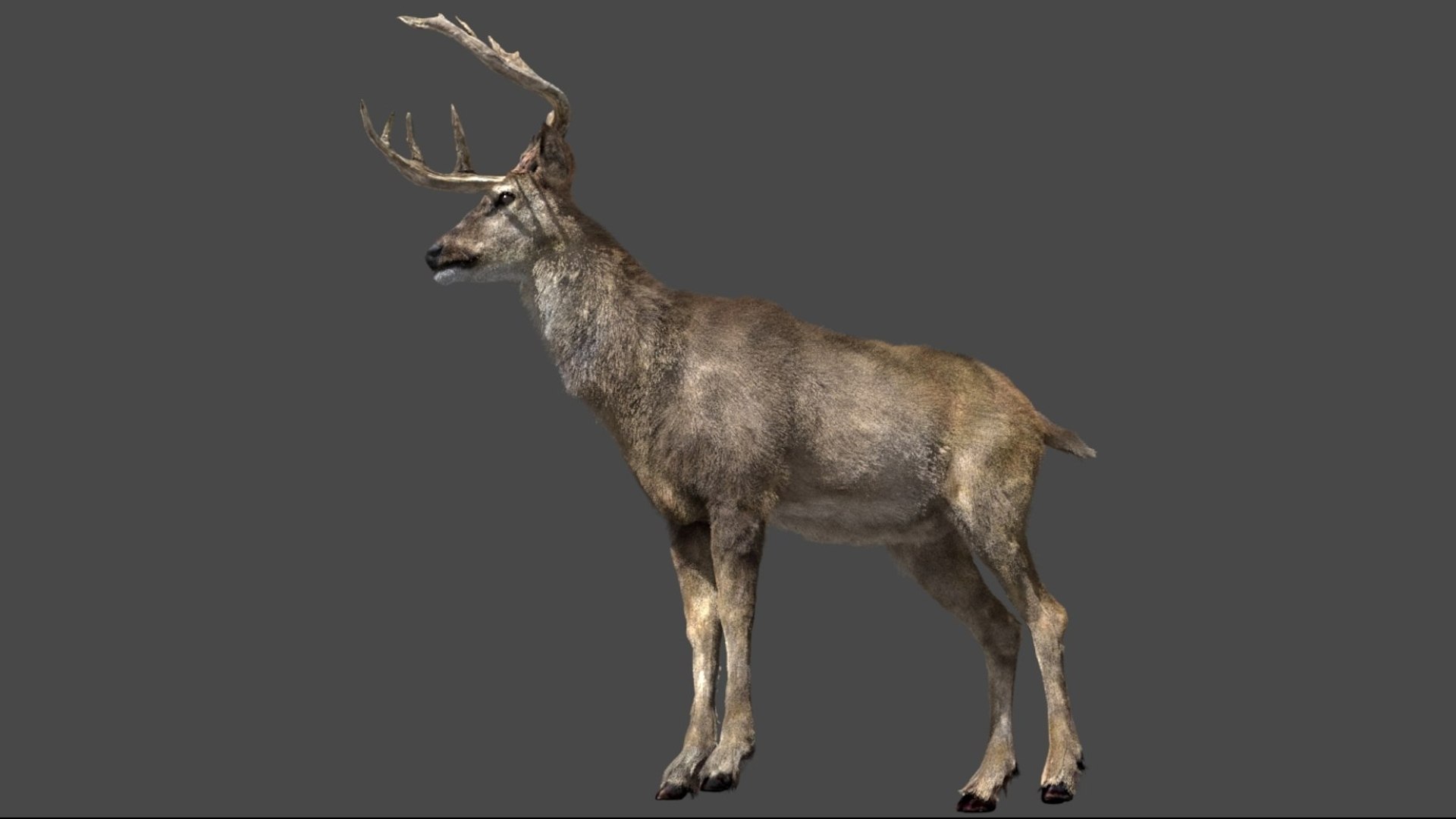 DeerFurAnimatedRigged 3D 3D model https://p.turbosquid.com/ts-thumb/tb/ICqjUy/C4/03/jpg/1754639759/1920x1080/fit_q87/e30acce208ffa86989979c361887d8bf8e4b5665/03.jpg
