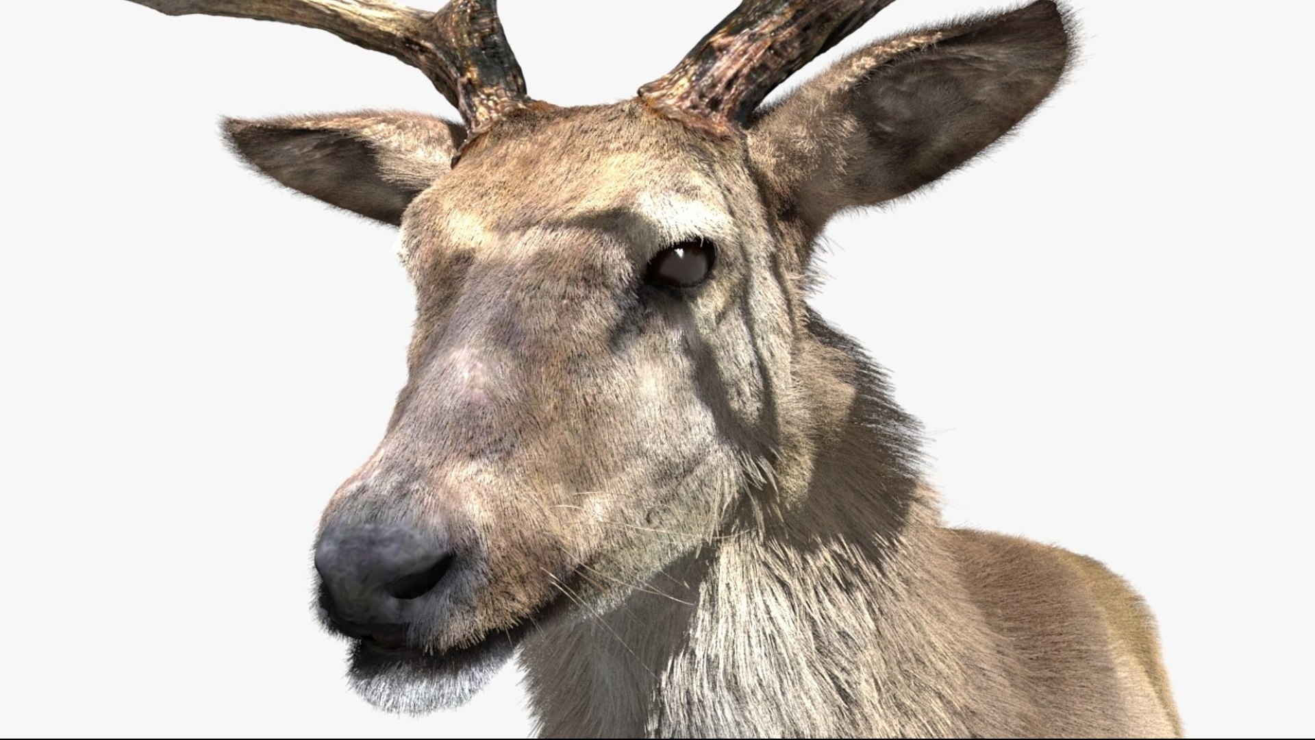 DeerFurAnimatedRigged 3D 3D model https://p.turbosquid.com/ts-thumb/tb/ICqjUy/D2/12/jpg/1754639764/1920x1080/fit_q87/24b4e4990bd2fa3f73782c5270ccce6db476a136/12.jpg