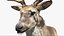 DeerFurAnimatedRigged 3D