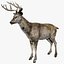 DeerFurAnimatedRigged 3D