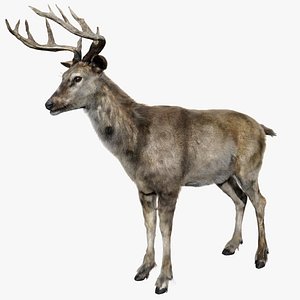 DeerFurAnimatedRigged 3D
