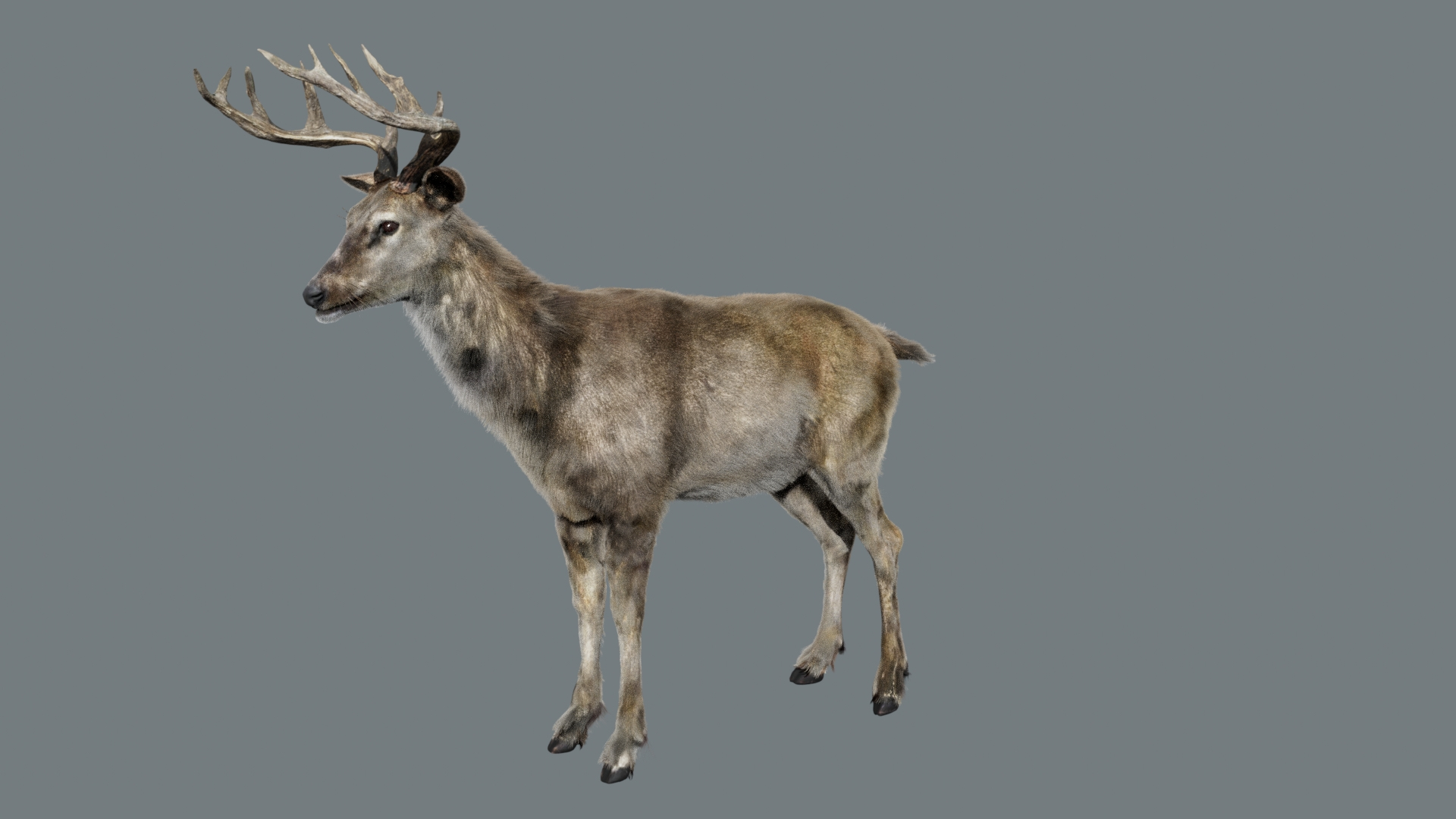 DeerFurAnimatedRigged 3D 3D model https://p.turbosquid.com/ts-thumb/tb/ICqjUy/OG/deerfur/jpg/1754639741/1920x1080/turn_fit_q99/e5833d37ee6947550f605b8125ed8bb036ae8ac9/deerfur-1.jpg