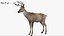 DeerFurAnimatedRigged 3D