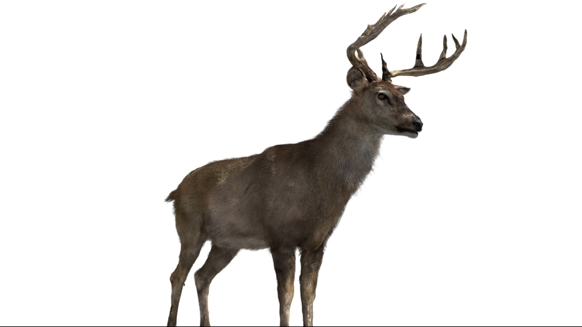 DeerFurAnimatedRigged 3D 3D model https://p.turbosquid.com/ts-thumb/tb/ICqjUy/d2/09/jpg/1754639762/1920x1080/fit_q87/0a96d292f641a9914aa62b8b602d576e1f354906/09.jpg