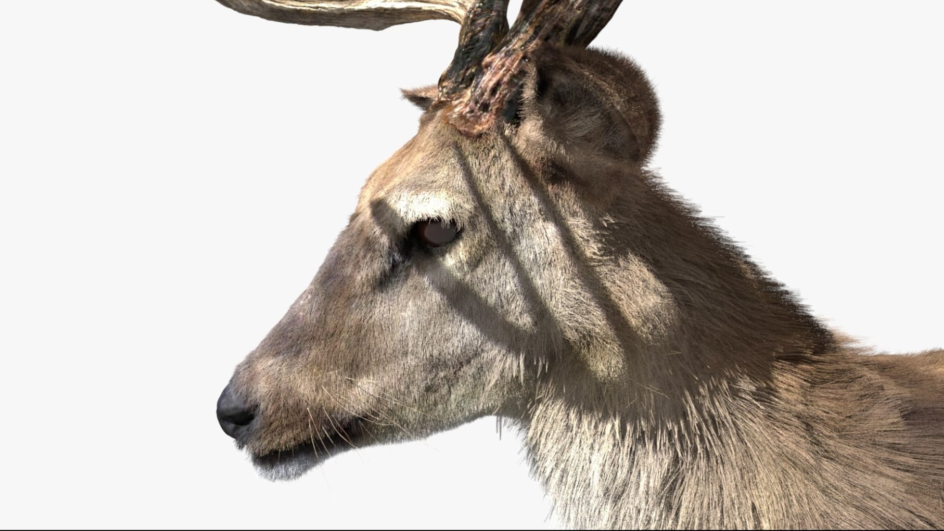 DeerFurAnimatedRigged 3D 3D model https://p.turbosquid.com/ts-thumb/tb/ICqjUy/io/05/jpg/1754639761/1920x1080/fit_q87/2a767a1a1544013c7dbf36428dc22c358356d61c/05.jpg