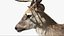 DeerFurAnimatedRigged 3D