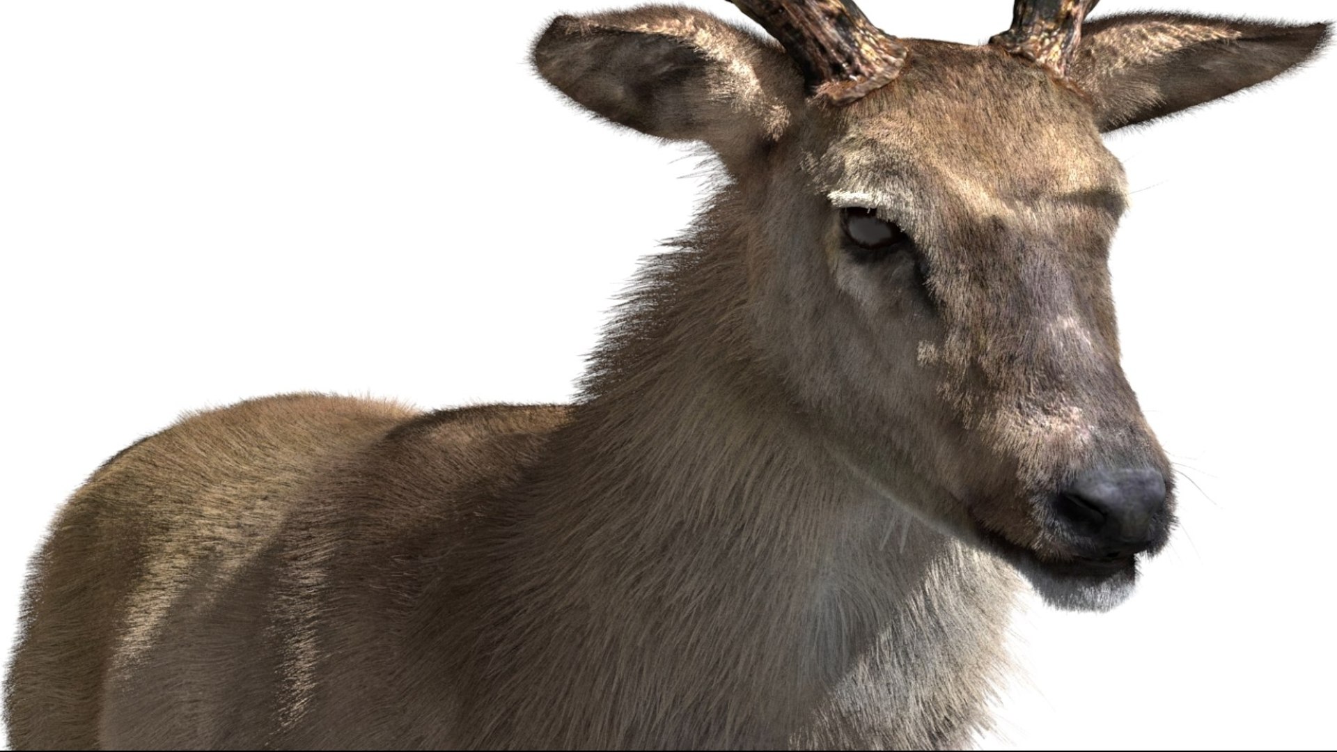 DeerFurAnimatedRigged 3D 3D model https://p.turbosquid.com/ts-thumb/tb/ICqjUy/ja/06/jpg/1754639761/1920x1080/fit_q87/30de75c9c82816f1783a373ef2bc08ccc23b66c8/06.jpg