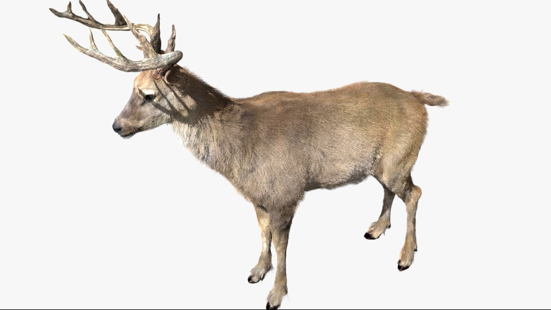 DeerFurAnimatedRigged 3D 3D model https://p.turbosquid.com/ts-thumb/tb/ICqjUy/oT/15/jpg/1754639765/1920x1080/fit_q87/2ffacd3583a45072bef6eab75839f2bb32849656/15.jpg