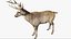 DeerFurAnimatedRigged 3D