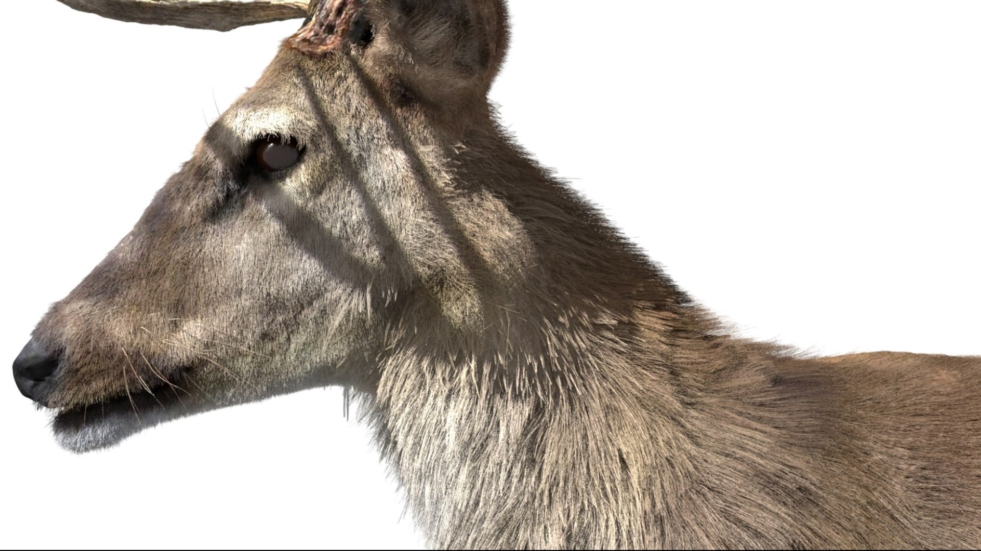 DeerFurAnimatedRigged 3D 3D model https://p.turbosquid.com/ts-thumb/tb/ICqjUy/tl/07/jpg/1754639762/1920x1080/fit_q87/3edca45159b1efb87bdd656c3544f8195d466edd/07.jpg
