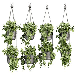plant vol 909 - pothos - hanging - ampelous 3D