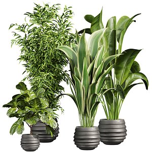 plant vol 916 - banana - fiddle - aspidistra 3D model