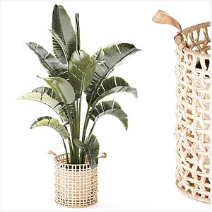 3D Beautiful Banana Ravenala Palm Strelitzia Basket pot plants