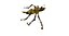 fanny bettle