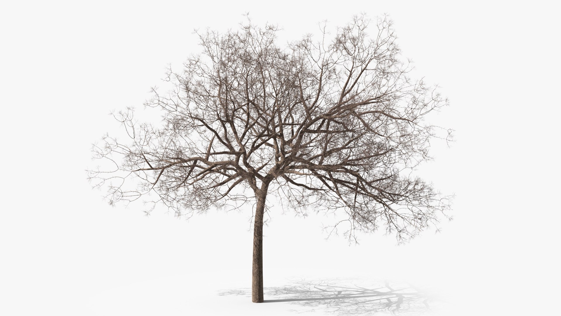 Small Pink Lapacho Tree 3D model preview