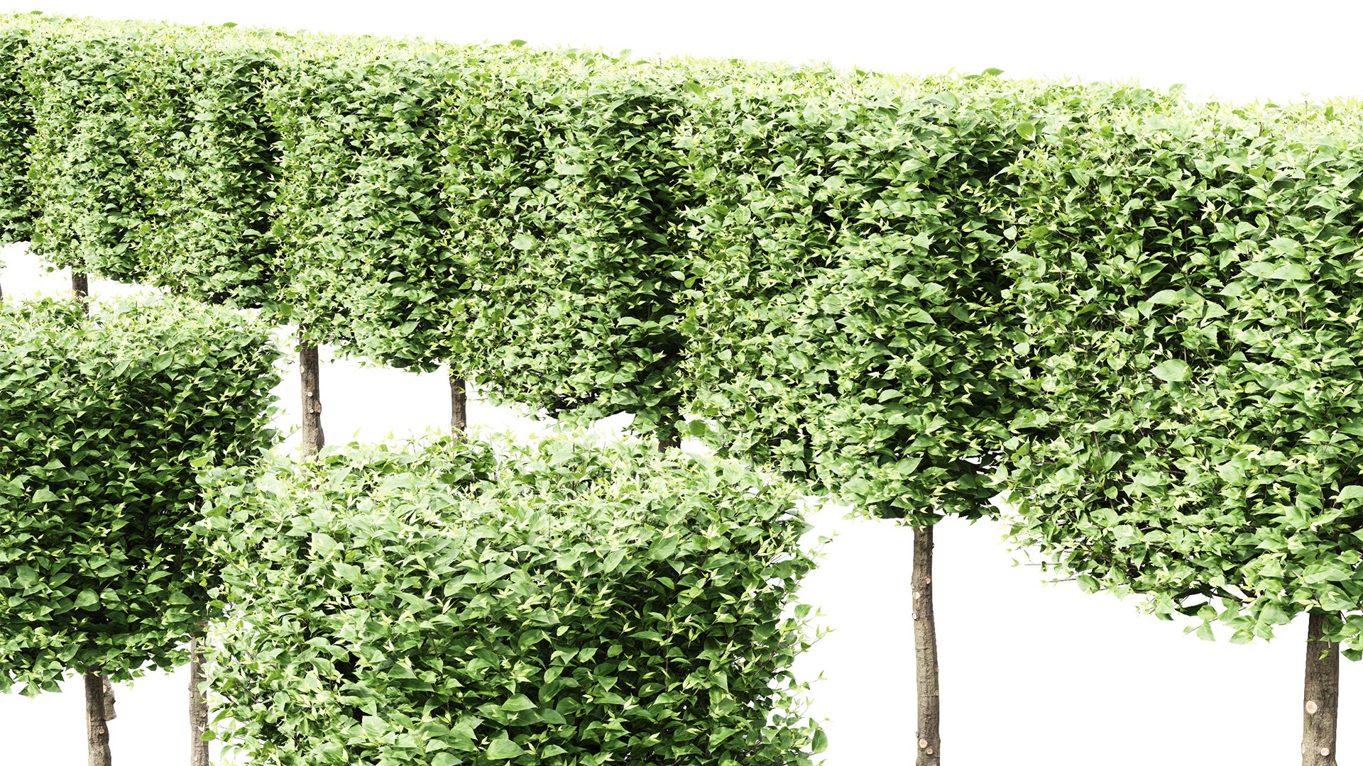 3D New Tree High Detail Carpinus Betulus Broadleaf Box B - TurboSquid ...