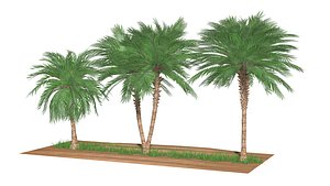 Three palms set model