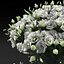 Eustoma 2