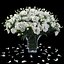 Eustoma 2