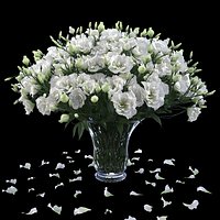 Eustoma 2