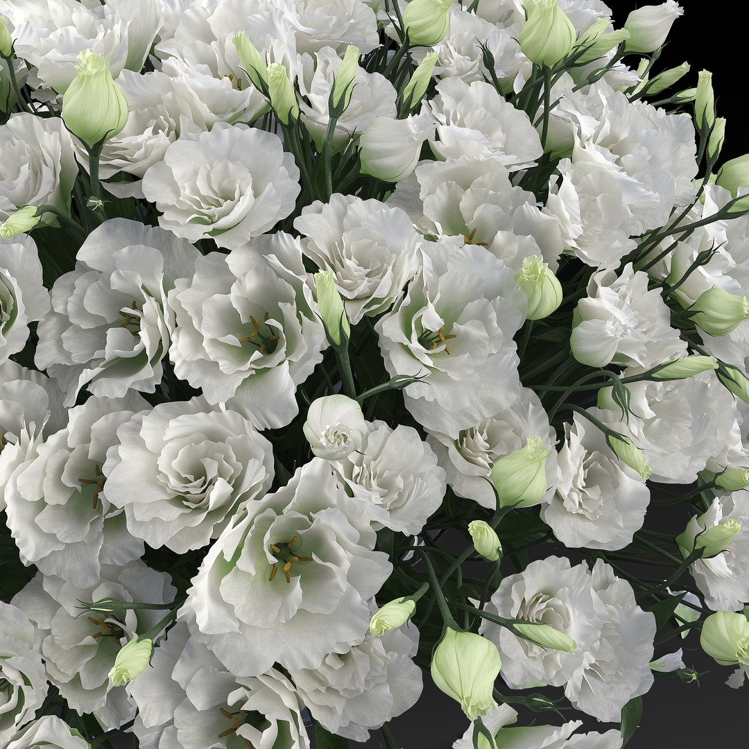3D eustoma https://p.turbosquid.com/ts-thumb/tc/4tN2TF/T8xX7O7w/preview2/jpg/1538215733/1920x1080/fit_q87/f93615c30506de70c47d9e562b3344b00bd28dc0/preview2.jpg