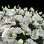Eustoma 2