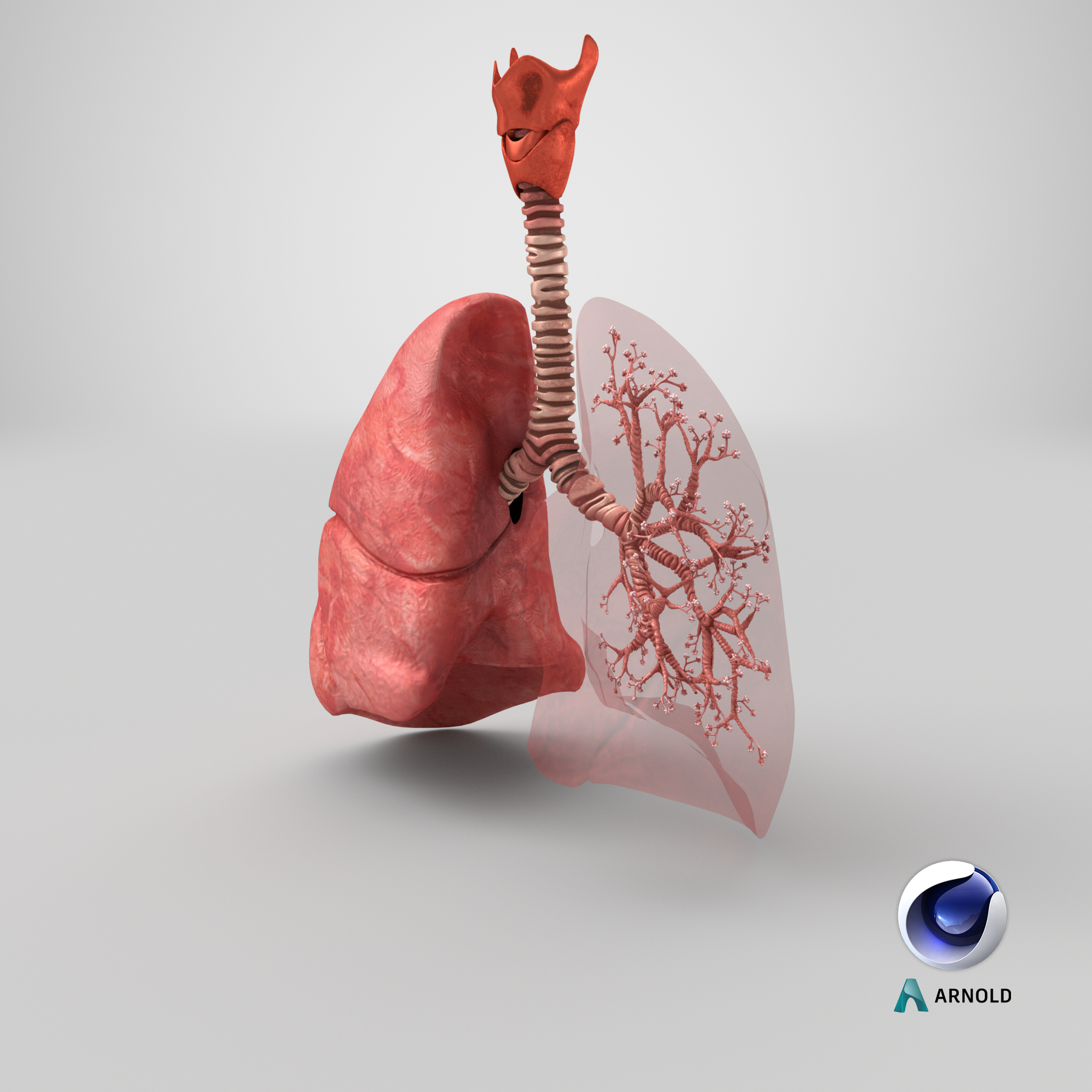 3D lungs bronchial tree bronchus - TurboSquid 1663609