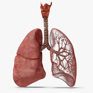 3D lungs bronchial tree bronchus