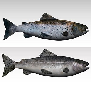salmon fish rigged Collection