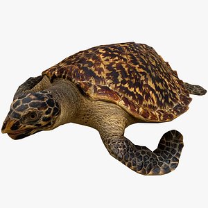 Turtle Reptile Animated