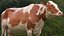 3D dairy cow