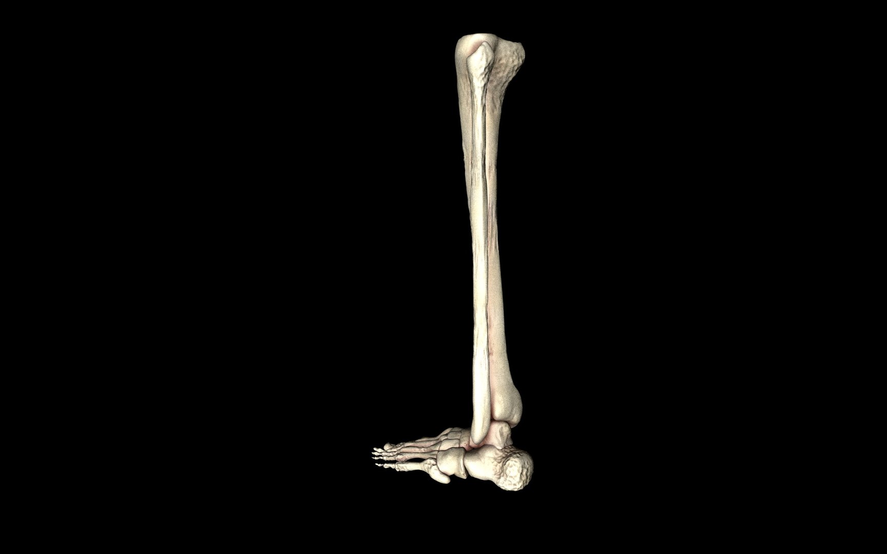 3d ankle joint bones https://p.turbosquid.com/ts-thumb/tc/ST3Uno/36fd9zKo/43/jpg/1374744672/1920x1080/fit_q87/21adb9047d5e671d535c2858e7fb598b3dea2709/43.jpg
