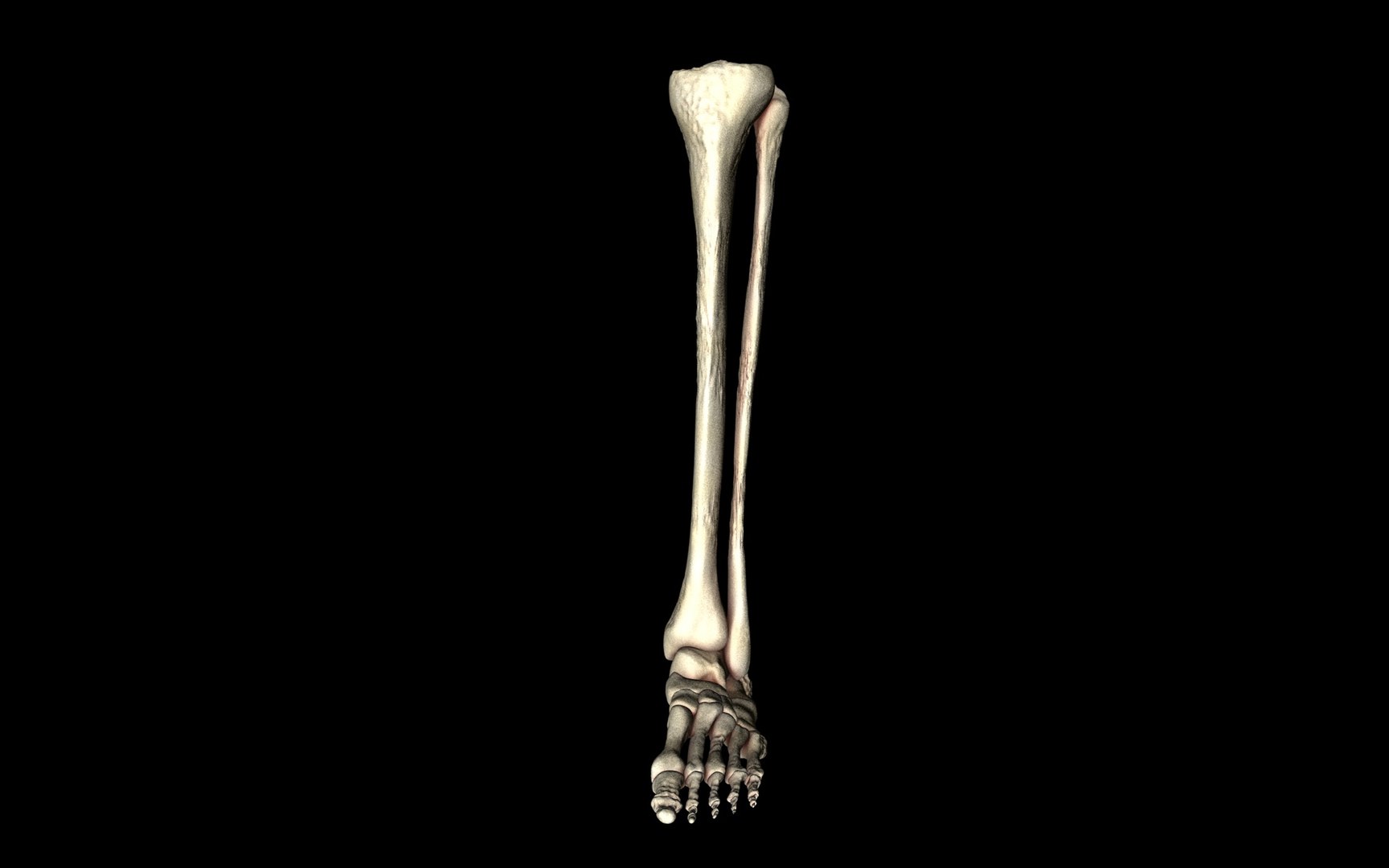 3d ankle joint bones https://p.turbosquid.com/ts-thumb/tc/ST3Uno/3OnrTWoH/66/jpg/1374744865/1920x1080/fit_q87/a863cbf425630587af1e161eae55ee7eb4af7f50/66.jpg