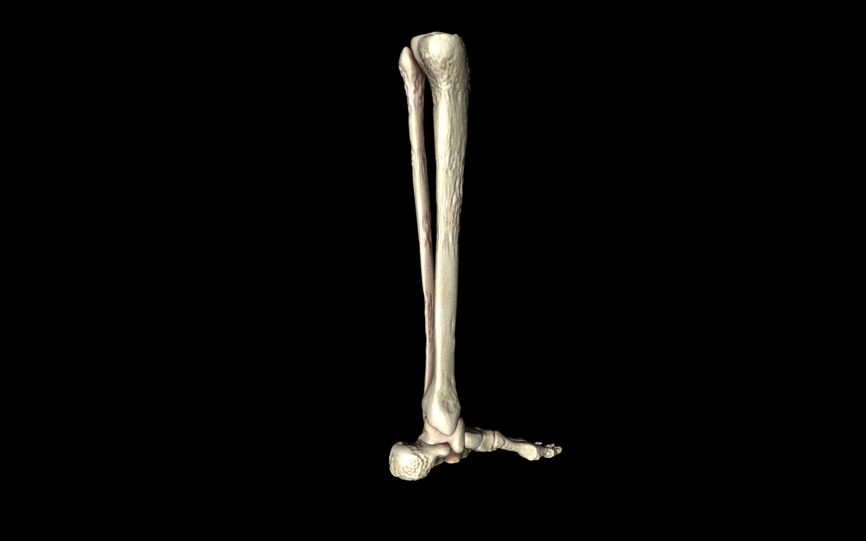 3d ankle joint bones https://p.turbosquid.com/ts-thumb/tc/ST3Uno/3rDgXPjR/28/jpg/1374744551/1920x1080/fit_q87/d967b5fc6f5a2fd603cf31d2d62e338c86d80c8f/28.jpg