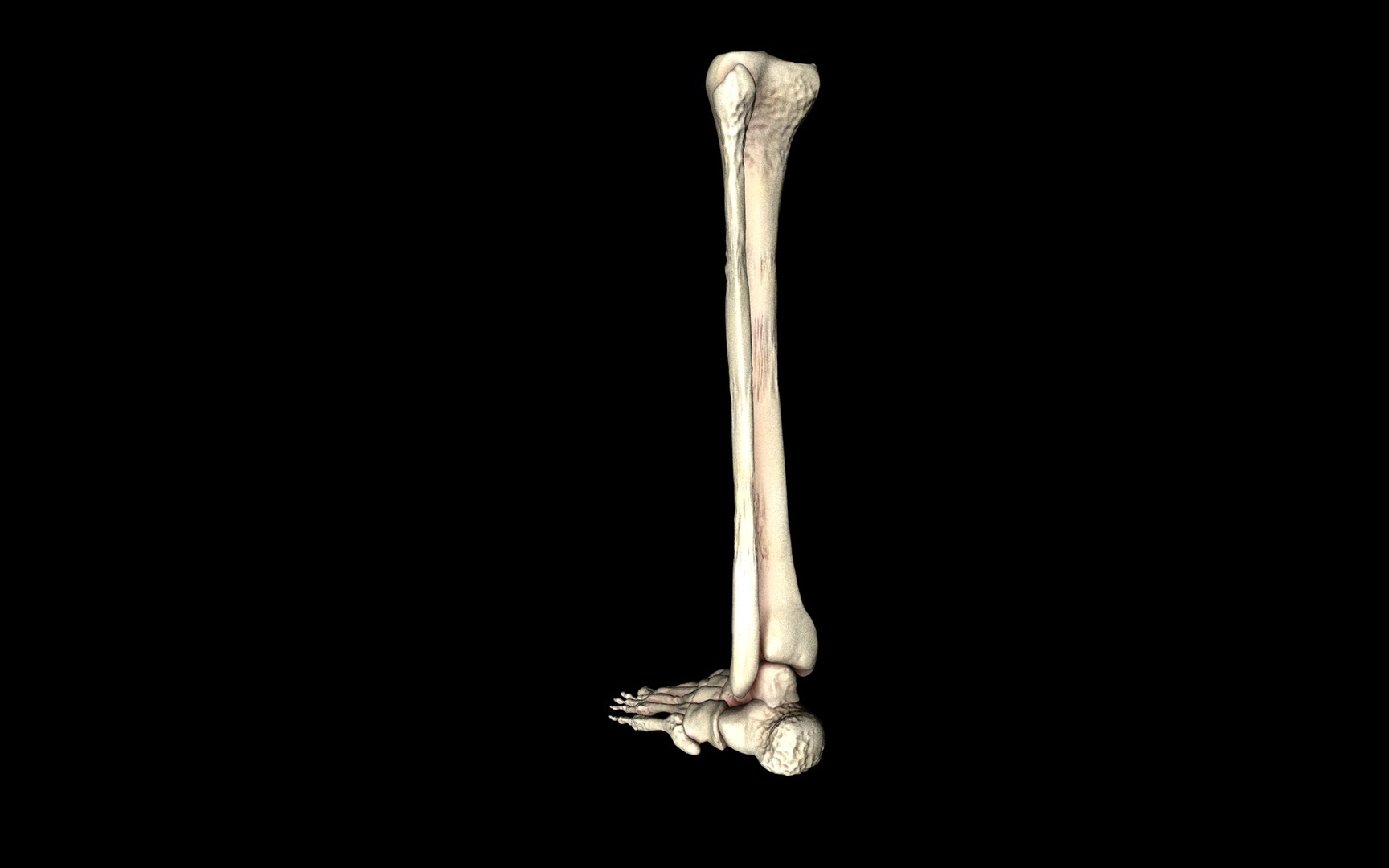 3d ankle joint bones https://p.turbosquid.com/ts-thumb/tc/ST3Uno/48a2gUPf/41/jpg/1374744656/1920x1080/fit_q87/4beda0213631c63e681ffacc93f3f5347180382c/41.jpg