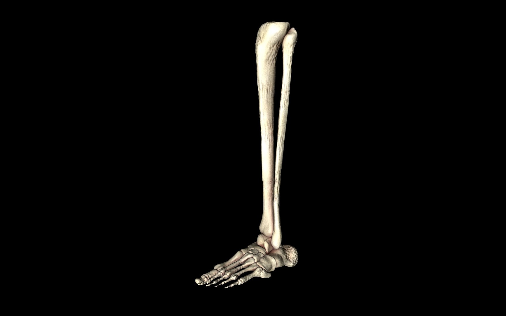 3d ankle joint bones https://p.turbosquid.com/ts-thumb/tc/ST3Uno/49zzk7Uj/54/jpg/1374744767/1920x1080/fit_q87/3f760debc3b823479a332f1a6db79c5a626ebdda/54.jpg