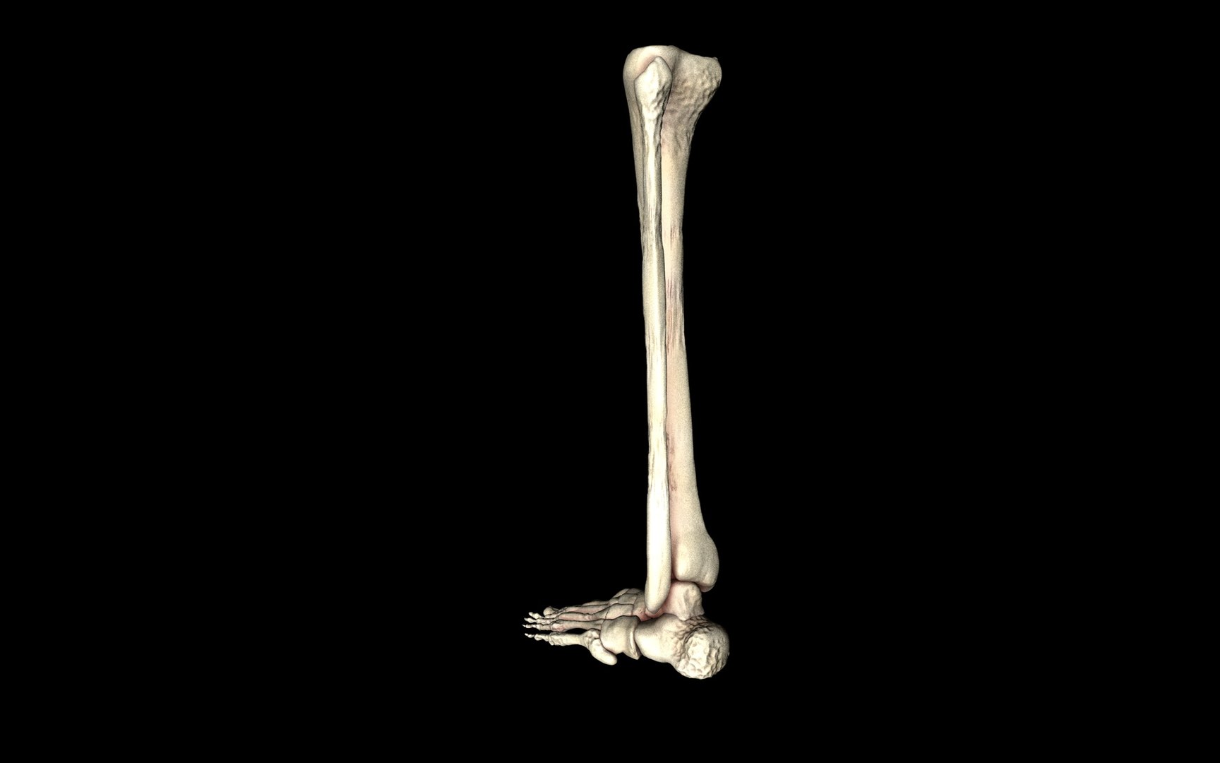 3d ankle joint bones https://p.turbosquid.com/ts-thumb/tc/ST3Uno/4iPk5L0v/42/jpg/1374744663/1920x1080/fit_q87/8ca1f57bf35a7be51d197d3476aa12b437cf45a0/42.jpg