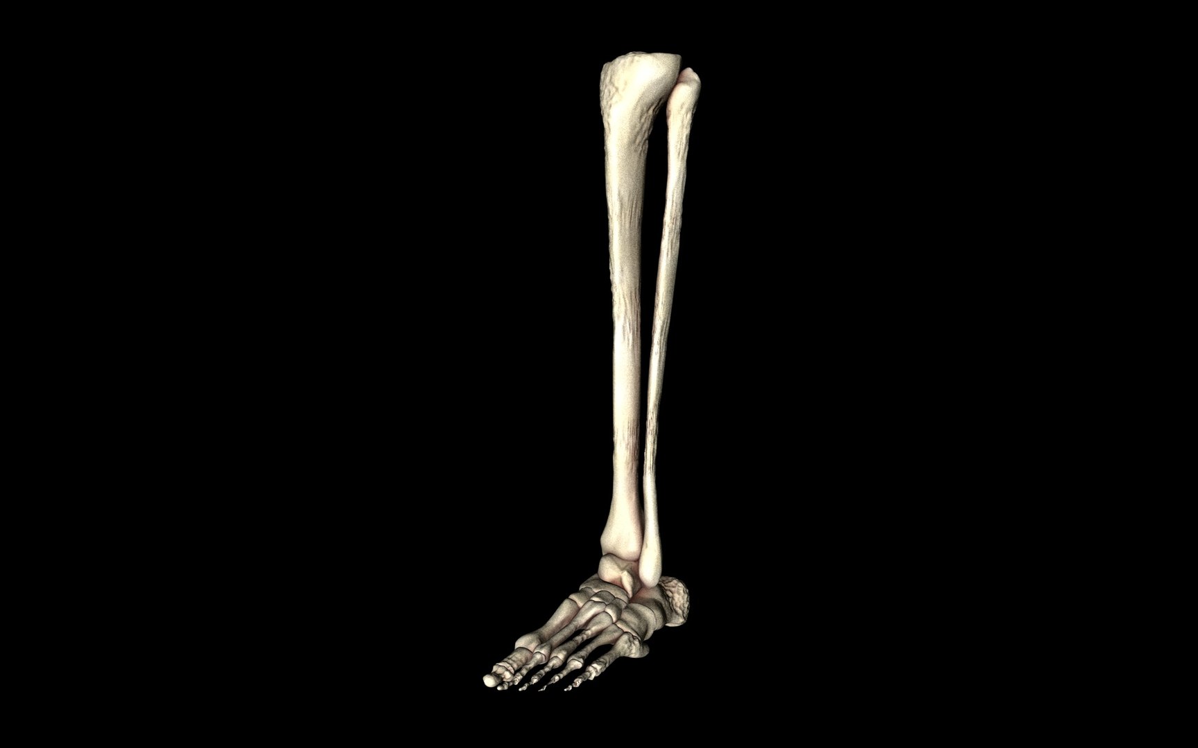 3d ankle joint bones https://p.turbosquid.com/ts-thumb/tc/ST3Uno/4r2PUmrh/57/jpg/1374744788/1920x1080/fit_q87/6010569ada962b59ad510bdd3699d388d30d9949/57.jpg